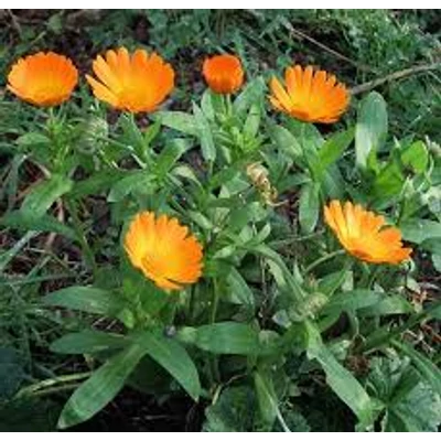 Körömvirág (Calendula officinalis)