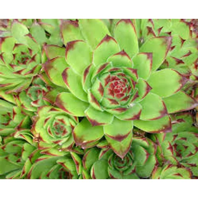 Kövirózsa (Sempervivum tectorum)