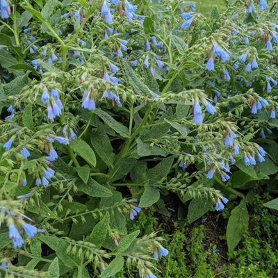 Kaukázusi nadálytő (Symphytum caucasicum)
