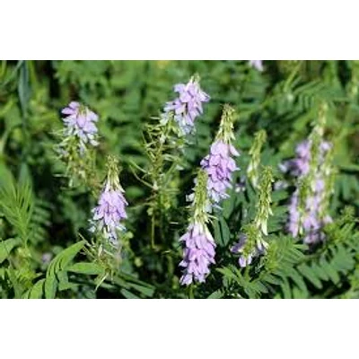 Kecskeruta (Galega officinalis)