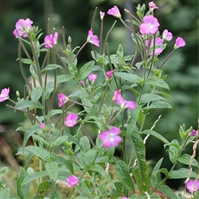 Kisvirágú füzike (Epilobium parviflorum)