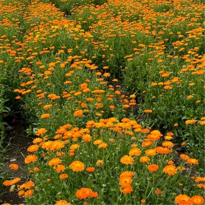 Körömvirág (Calendula officinalis)