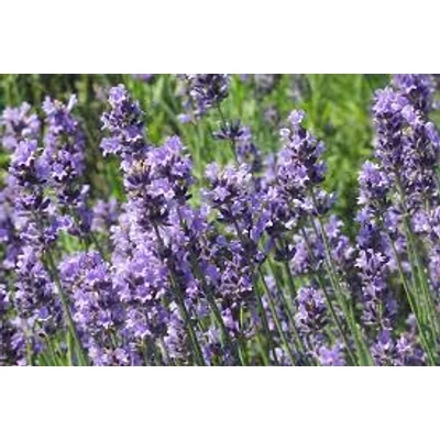 Levendula (Lavandula officinalis)