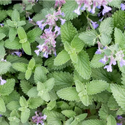 Macskamenta (Nepeta cataria)