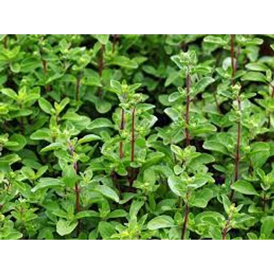 Majoránna (Origanum majorana)