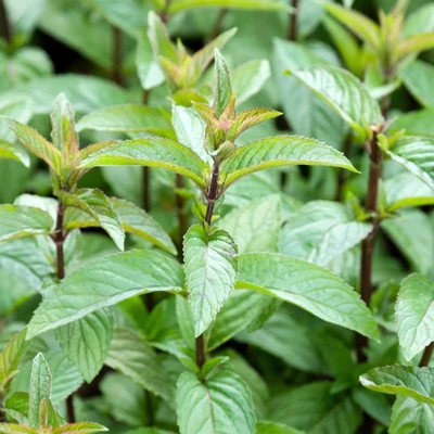 Csokimenta (Mentha x piperita)