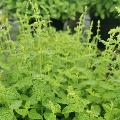 Epermenta (Mentha × piperita Strawberry)