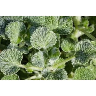 Orvosi pemetefű (Marrubium vulgare)