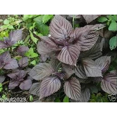 Kínai bazsalikom (Perilla frutescens)
