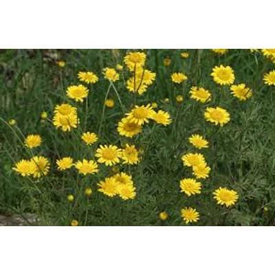 Festő pipitér (Anthemis tinctoria)