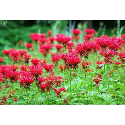 Vöröslő méhbalzsam (Monarda didyma)