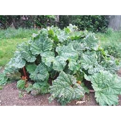 Rebarbara (Rheum rhabarbarum)