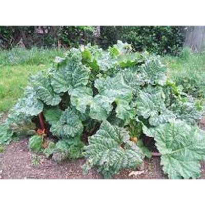 Rebarbara (Rheum rhabarbarum)