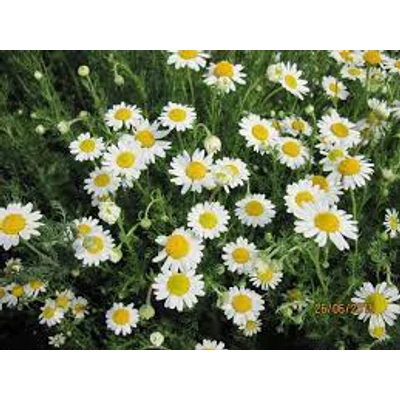 Római kamilla (Chamaemelum nobile)