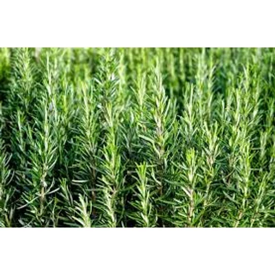 Rozmaring (Rosmarinus officinalis)