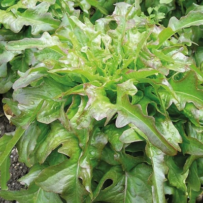 Cocarde -Tölgylevelű tépősaláta (Lactuca sativa L. var. crispa)