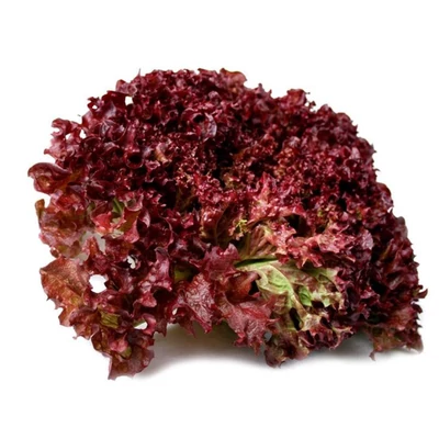 Lollo Rosso -Tépősaláta (Lactuca sativa L. var. crispa)