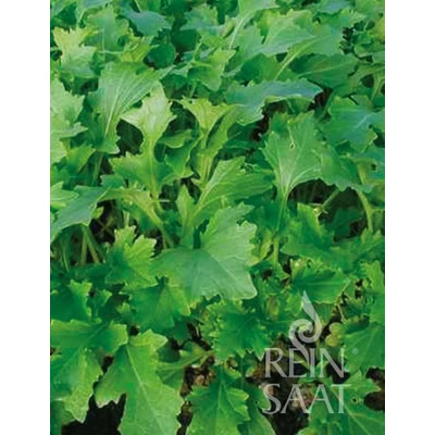 Namenia (Brassica rapa var. rapa)
