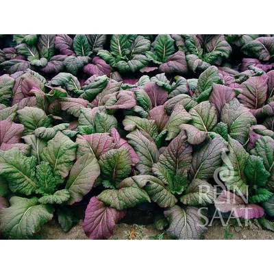 Red Giant (Brassica juncea var. rugosa)