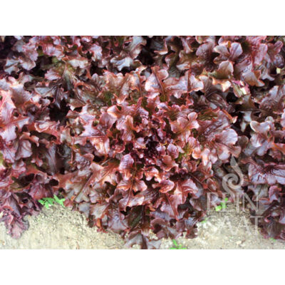 Red Salad Bowl (Lactuca sativa L. var. crispa)