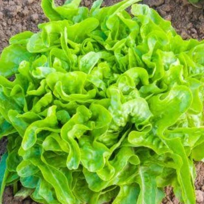 Till -Tölgylevelű tépősaláta (Lactuca sativa L. var. crispa)