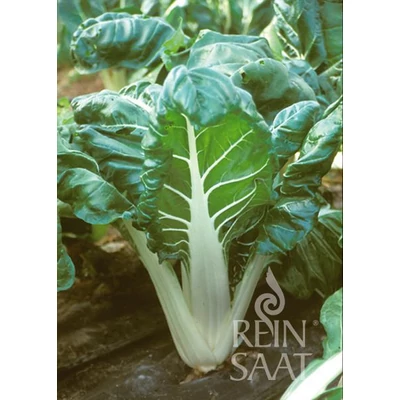 Verde a costa bianca (Beta vulgaris L. var. vulgaris)