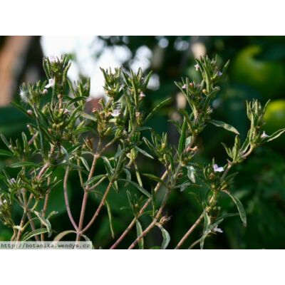 Borsikafű-egynyári (Satureja hortensis)