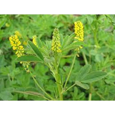 Orvosi somkóró (Melilotus officinalis)