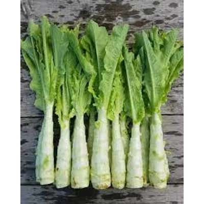 Spárgasaláta (Lactuca sativa var. angustana)