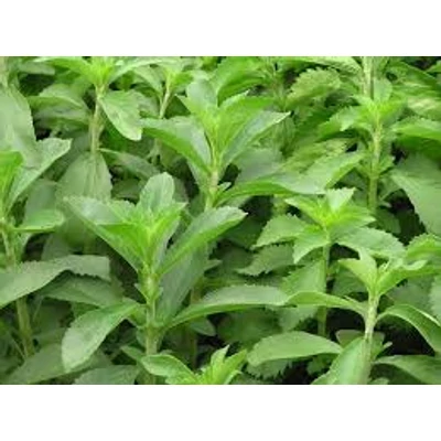 Stevia (Stevia rebaudiana) jázminpakóca, édesfű, édeslevél