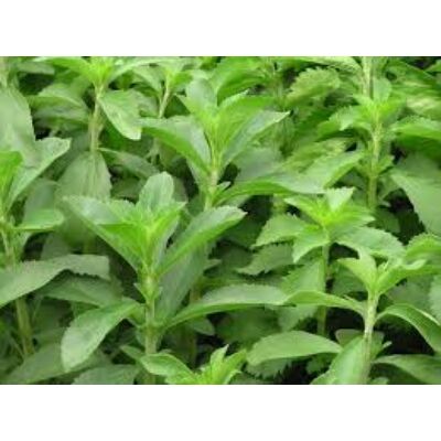 Stevia (Stevia rebaudiana) jázminpakóca, édesfű, édeslevél