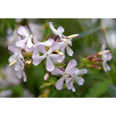 Szappanfű (Saponaria officinalis)