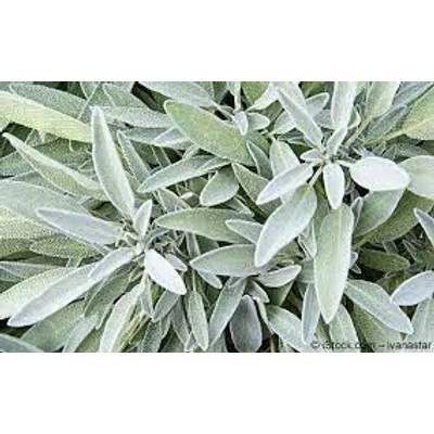 Orvosi zsálya (Salvia officinalis)